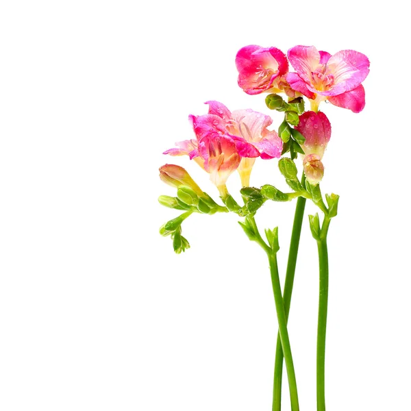 Blossom rosa sommarblommor isolerad på vit bakgrund — Stockfoto