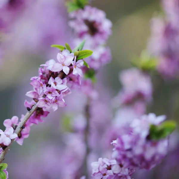 Frühling Blumen auf verschwommenem Grün Laub Hintergrund — Stockfoto
