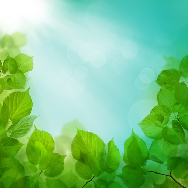 Весеннее утро - фон с зеленой листвой и небом
