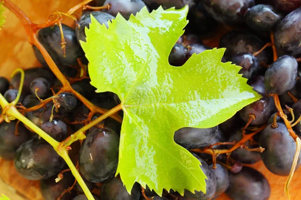 Vitigno, uva e foglia soleggiati — Foto Stock