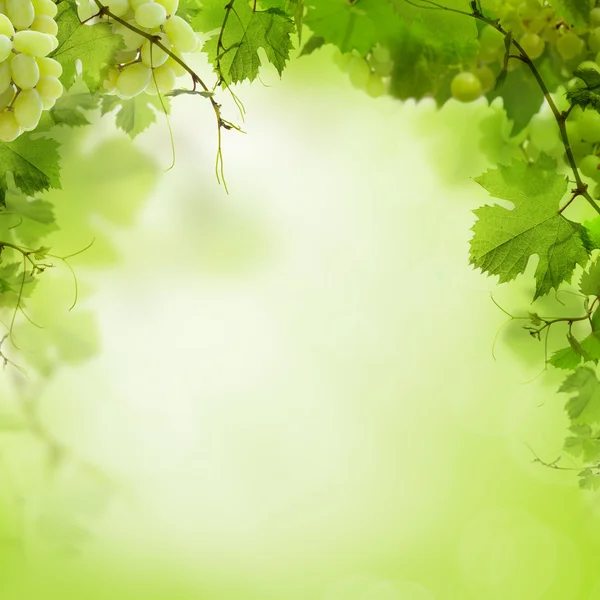 Fond vert ensoleillé avec vignes et feuilles de raisin — Photo