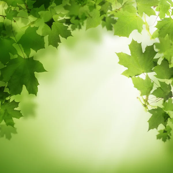 Abstrato verde natureza fundo — Fotografia de Stock