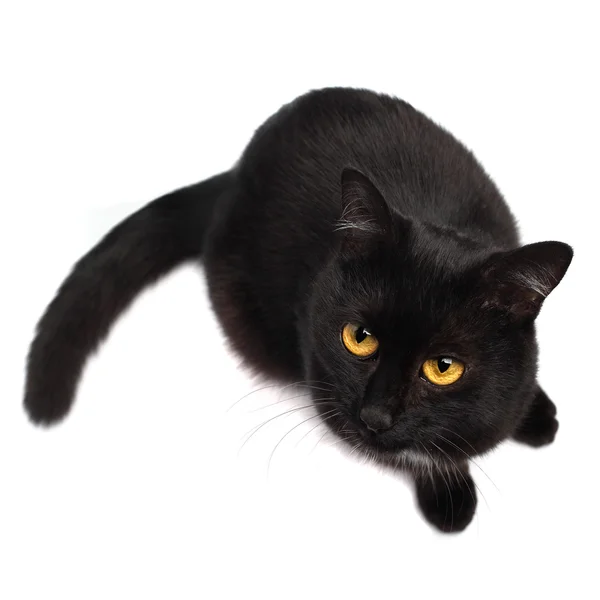 Černá kočka, vzhlédla, izolovaných — Stock fotografie