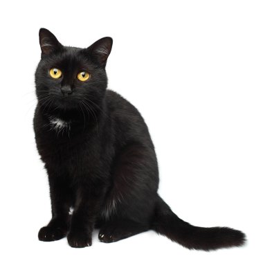 siyah kedi
