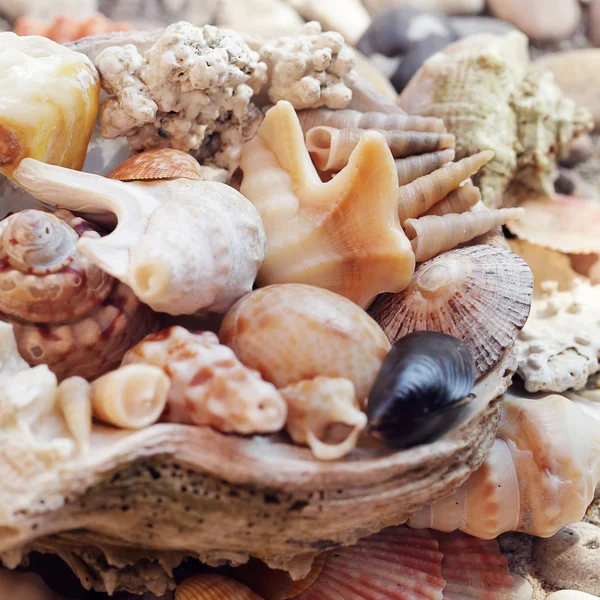 Sea shell background — Stock Photo, Image