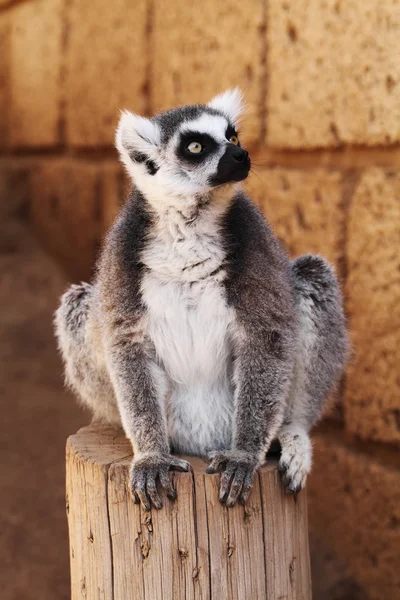 Ring-tailed lemur apa — Stockfoto