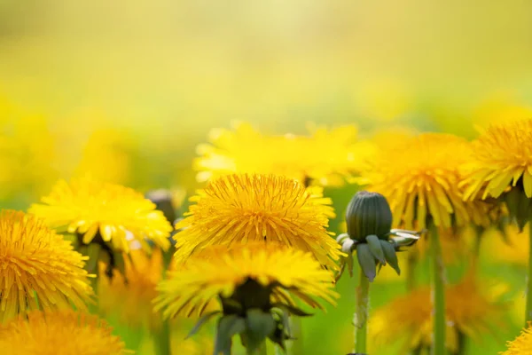 Güzel Sarı Çiçekli Bahar Arkaplanı Karahindiba Çiçekleri — Stok fotoğraf