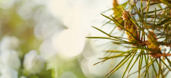 Ветвь Ели Абстрактном Зеленом Фоне Солнечного Света — стоковое фото