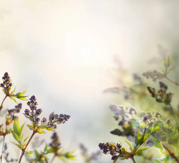 Florale Abstrakte Pastell Hintergrund Mit Blumen Über Pastellfarben Mit Weichem — Stockfoto