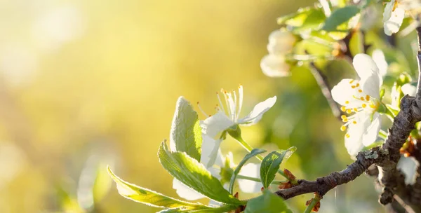 Schöne Blühende Kirsche Hintergrund Mit Weißen Blumen Einem Frühlingstag — Stockfoto