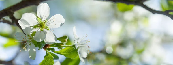 Virágzó Cseresznyefa Alulról Nézve Blu Háttérben Tavaszi Virágos Banner Backgroun — Stock Fotó