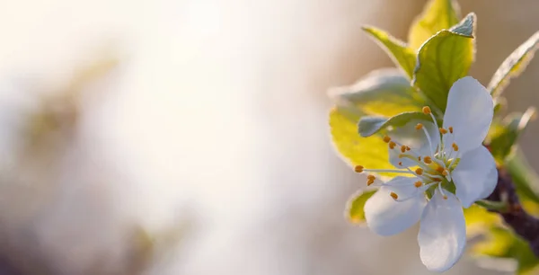 美丽的白色樱花在模糊的浅色背景横幅上 春花背景 有复制空间 — 图库照片