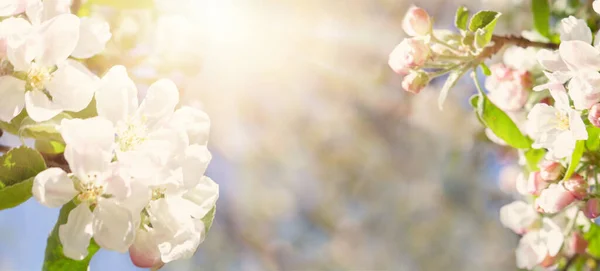 Çiçekli Bahar Bayrağı Soyut Bahar Aylarında Beyaz Çiçek Açar Bokeh — Stok fotoğraf