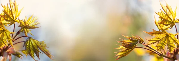 Junger Frühling Ahornblätter Auf Unscharfem Banner Hintergrund — Stockfoto