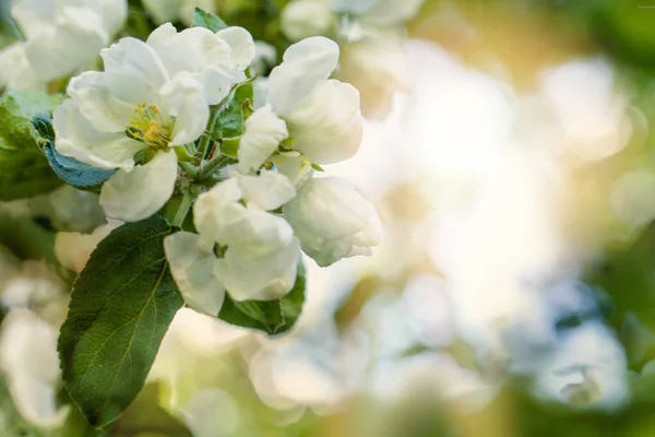 Közelkép Gyönyörű Tavaszi Fehér Virágok Alma Tavaszi Alma Virágok Háttér — Stock Fotó