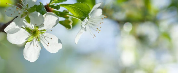 Gyönyörű Virágos Háttér Banner Pasztell Színösszeállítás Fehér Virágokkal Zöld Levelekkel — Stock Fotó