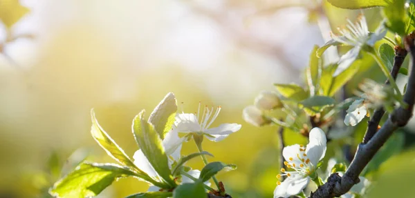 Tavaszi Természet Háttér Gyönyörű Virágzó Tavaszi Gallyak Zöld Háttérrel Fénymásoló — Stock Fotó