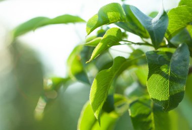Güzel yeşil doğa arka planı. Yeşil yapraklar, yaz ve çevre kavramı