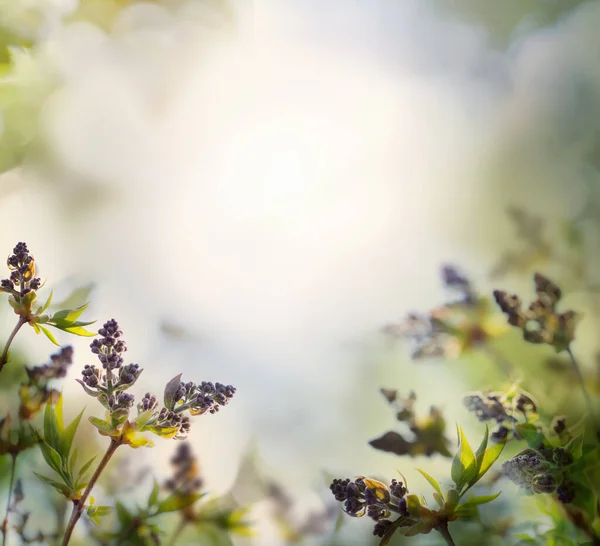 Flieder Blumen Hintergrund Mit Abstrakten Bokeh Licht — Stockfoto