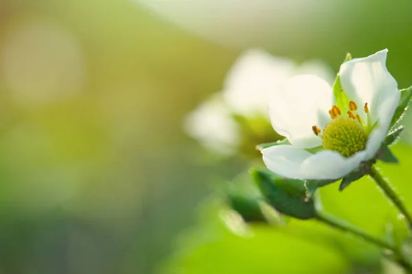 Frühling Hintergrund Rand Mit Weißen Blütenblumen Auf Abstrakten Grünen — Stockfoto