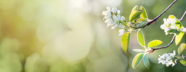 Virágzó Fehér Tavaszi Virágok Tavasszal Zöld Levelek Elvont Homályos Bokeh — Stock Fotó