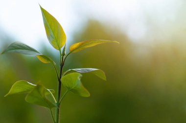 Yeşil ağaç yapraklarıyla bulanık bahar arkaplanı