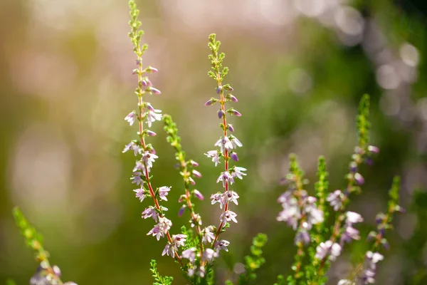 Blühende Pflanzen Auf Dem Feld Sonnenlicht Heidekraut Hintergrund — Stockfoto
