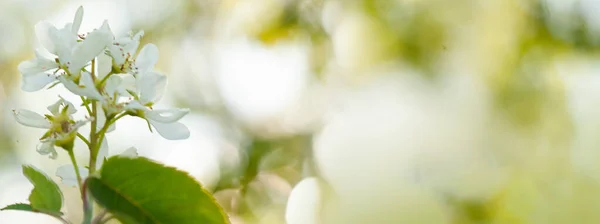 Schöne Weiße Irga Blumen Auf Verschwommenem Hellen Hintergrund Frühling Floralen — Stockfoto