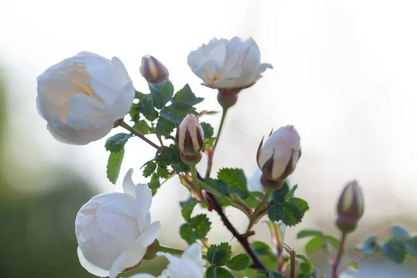 Rose Blomma Bakgrunden Suddig Trädgård Rosor — Stockfoto