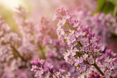 Pretty Pastel Light Pink Lilac Flower Bunch Closeup, soft focus background with bokeh light