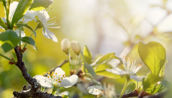 Spring Time Cherry Blossoms White Flowers April Spring Background — Stock Fotó