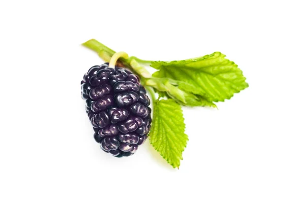 Fresh Mulberry Green Leaves White Organic Food Concept — Foto de Stock