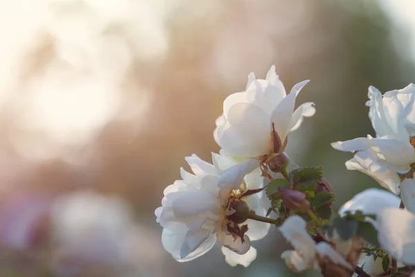 Spring Summer Floral Background White Pastel Rose Flowers Sunset Sky — Stockfoto