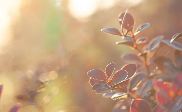 Красные Листья Размытом Осеннем Фоне Природы Красивым Солнечным Боке Копировальным — стоковое фото