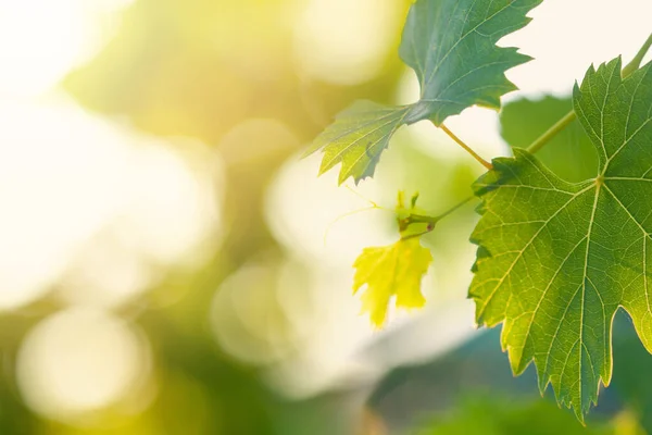 Green Grape Leaves Abstract Summer Blurred Background Sun Bokeh — Stock fotografie