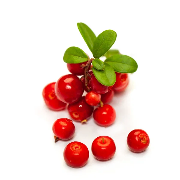 Red Cowberry Green Leaves Isolated White Background — Stock Photo, Image