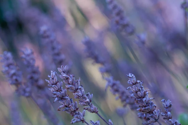 Beautiful Background Lavender Flowers Soft Focus — Stock Photo, Image