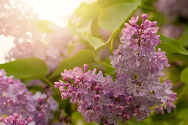 Seçici odaklı leylak çiçekleri ve tomurcukları