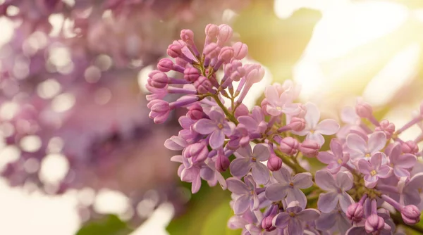 Lilac Spring Flowers Bunch Art Design Background Blooming Violet Lilac — Stockfoto