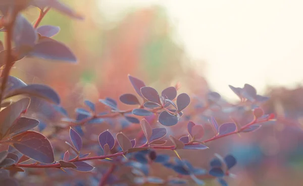 Beautiful Colorful Leaves Abstract Nature Background Bokeh Light — Foto Stock