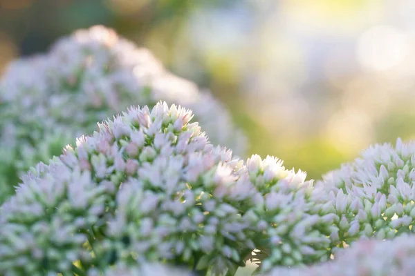 White Flowers Spring Blossom Sunny Day Light Bokeh Background — Stockfoto