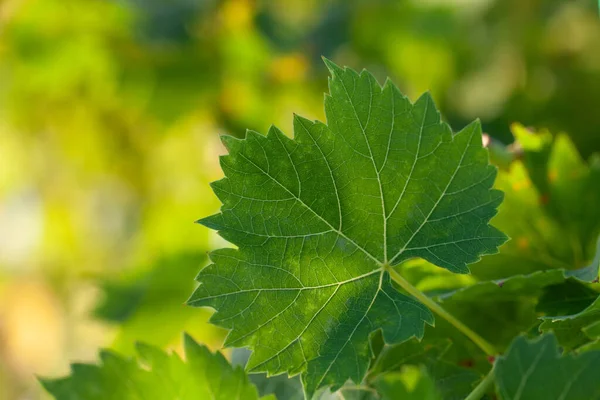 Green Grape Leaf Abstract Green Blurred Background Sun Bokeh — Stok fotoğraf