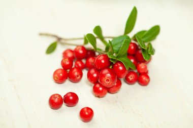 Red foxberry or cowberry on white wooden background