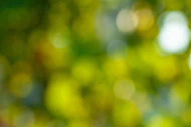 yeşil bokeh soyut ışık arkaplanı