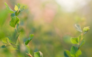 Green leaves on blurred nature background with beautiful bokeh and copy space for text.