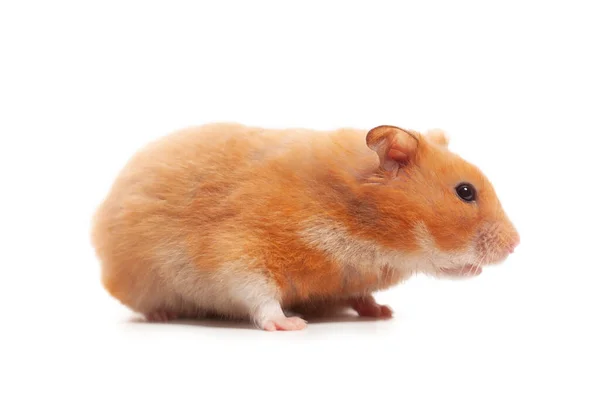 Hamster Sírio Isolado Sobre Fundo Branco — Fotografia de Stock