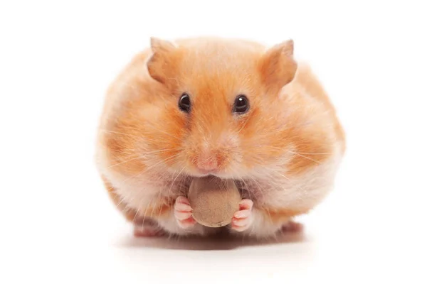 Cute Funny Syrian Hamster Eating Nuts Isolated White Background — Foto de Stock