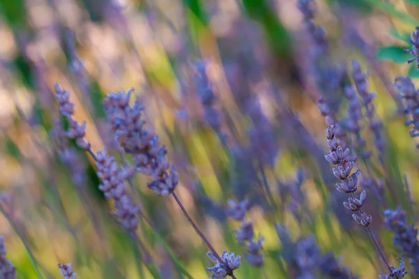 Blurred Floral Background Lavender Flowers — Stock Photo, Image