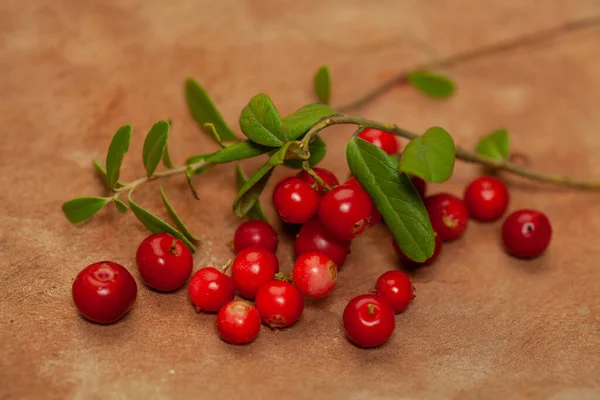 Wild Cowberry Green Leaves Brown Background — Stockfoto