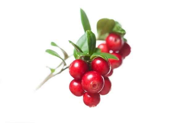 Red Cowberry Isolated White Background — Foto de Stock